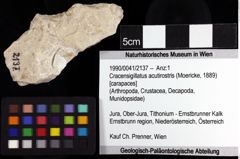 Foto (Objket + Etiketten) von Cracensigillatus acutirostris (Moericke, 1889) 